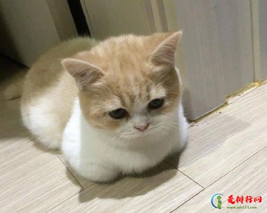 化毛膏和猫草可以同时吃吗？怎么让猫咪吃化毛膏