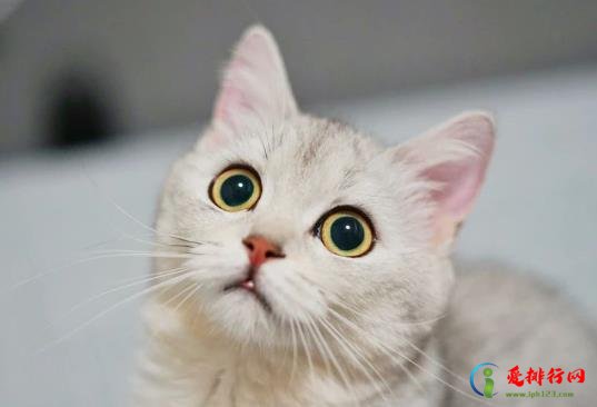 化毛膏和猫草可以同时吃吗？怎么让猫咪吃化毛膏