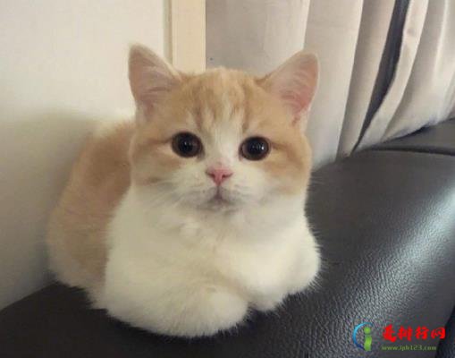 猫咪多久化一次毛？化毛膏和猫草哪个更适合猫？