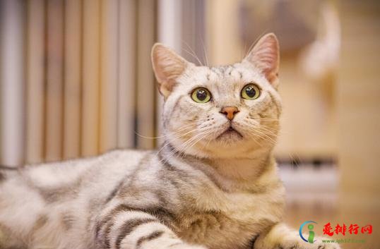 猫咪多久化一次毛？化毛膏和猫草哪个更适合猫？