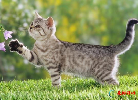 猫咪多久化一次毛？化毛膏和猫草哪个更适合猫？