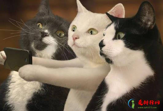 猫吃化毛膏拉稀怎么办？几个月的猫咪可以吃化毛膏？