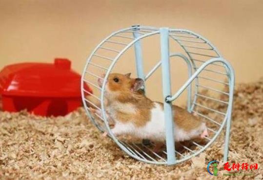 仓鼠吃自己的粑粑会生病吗？仓鼠颊囊要清理吗？