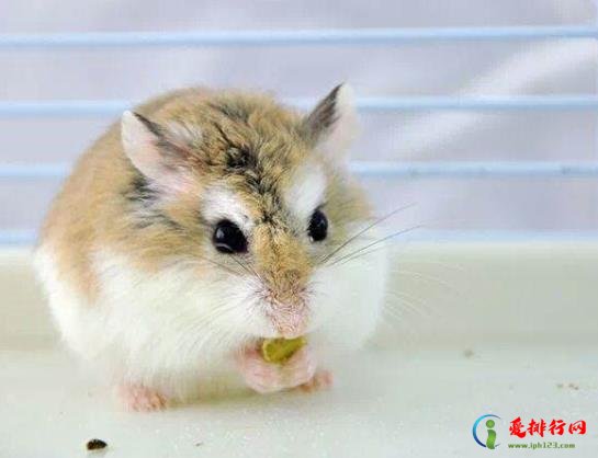仓鼠颊囊可以存多少食物？仓鼠需要磨牙齿吗？