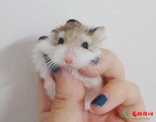 仓鼠颊囊可以存多少食物？仓鼠需要磨牙齿吗？