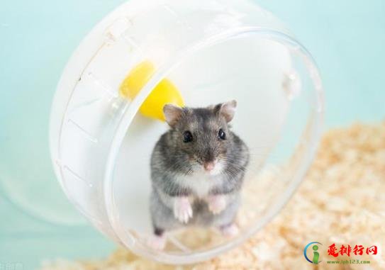仓鼠颊囊可以存多少食物？仓鼠需要磨牙齿吗？
