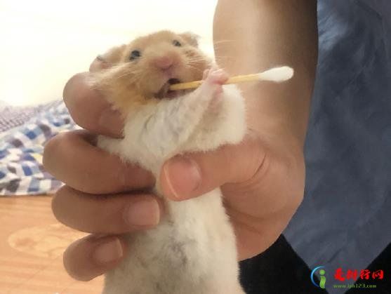 不让仓鼠跑转轮会死吗？小仓鼠太懒不玩跑轮怎么办？