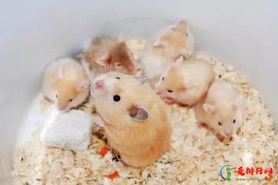 仓鼠拉稀不管它会死吗？仓鼠湿尾的症状是怎样的？