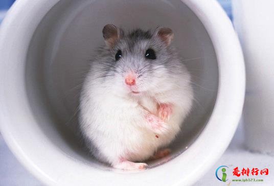 仓鼠拉稀不管它会死吗？仓鼠湿尾的症状是怎样的？