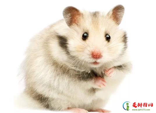 仓鼠的浴沙有毒吗？仓鼠浴沙可以用猫砂代替吗？