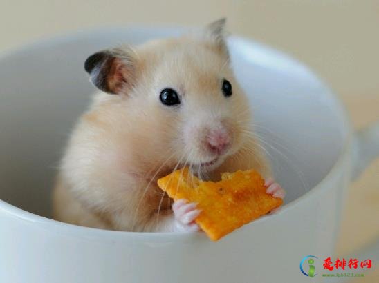 仓鼠的浴沙有毒吗？仓鼠浴沙可以用猫砂代替吗？