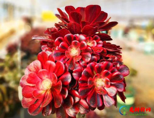 夏天买法师能种的活吗？夏天栽种脱土裸根法师需要杀菌吗