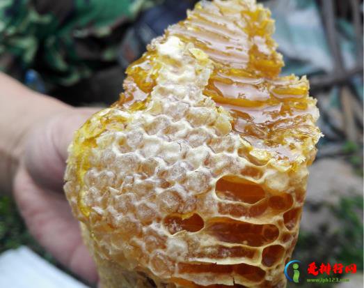 老巢蜂蜜好还是新蜂蜜好？为什么说老巢蜜对鼻炎有好处？
