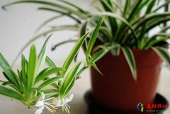 <b>净化空气的十大盆栽植物,哪些植物是净化空气最好</b>