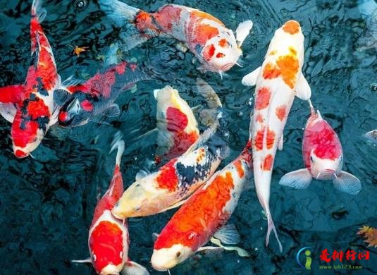 锦鲤加盐加多了可以吗？锦鲤在水里总张嘴是什