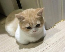 化毛膏和猫草可以同时吃吗？怎么让猫咪吃化毛膏