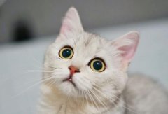 化毛膏和化毛片能混着喂吗？猫不吃化毛膏会死吗？
