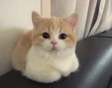 猫咪多久化一次毛？化毛膏和猫草哪个更适合猫？