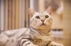 猫咪吃化毛膏可以多吃吗？猫肚子里的毛球排不出去咋办