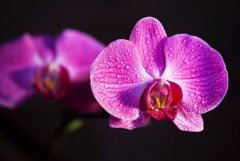 蝴蝶兰花蕾干枯是什么原因？蝴蝶兰需要修剪吗？