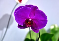 蝴蝶兰如何度过夏天？夏季怎么管理蝴蝶兰？