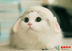 小猫咪眼屎过多睁不开怎么办？猫咪眼睛分泌物有点黄正常吗