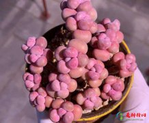 怎样才能让桃蛋成多头？多肉桃蛋用什么盆好看